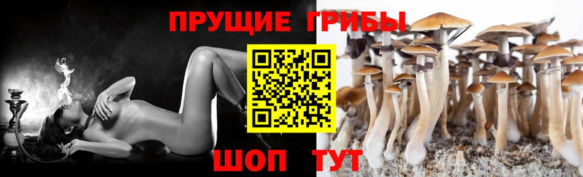 Галлюциногенные грибы прущие грибы Сосновый Бор